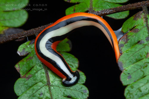 onenicebugperday: Predatory hammerhead flatworm, Bipalium choristospermaPhotographed in Borneo by Fr