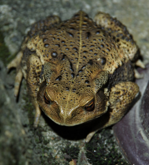 I was out watching fireflies last night, and I met a toad, on a bridge.