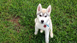 huskyhuddle:  Puppy Hubble for anyone feeling