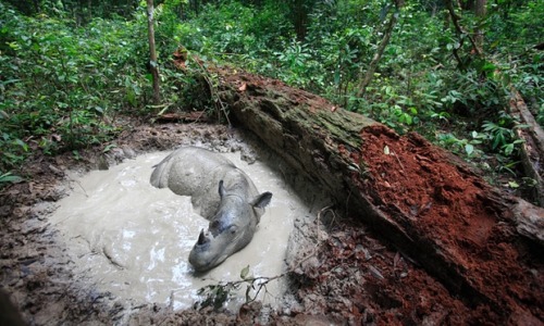 Sumatran rhinos likely to become extinct, conservationists warn via The GuardainEarth’s last remaini