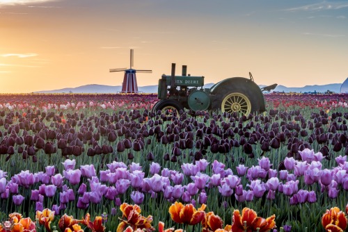 smb-photo:  Oregon sunrise with the tulips.