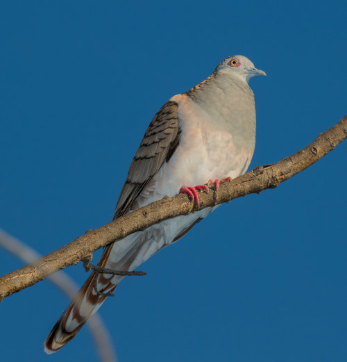 Bar-Shouldered Dove (Geopelia humeralis)