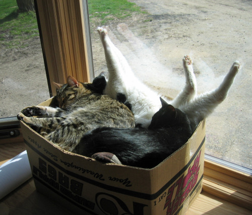 tastefullyoffensive:  If it fits, we sits. [x]