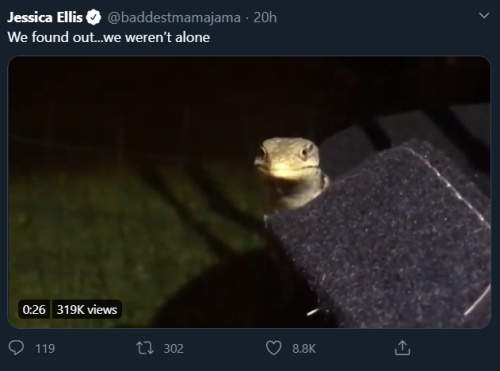 shadow-daughter:  awed-frog:  Okay but imagine you’re a tiny lizard living your humble & scaly life well hidden inside tomato leaves and then one day God starts leaving hills of brownies and avocado toasts three times the size of your head right