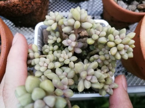 cactusandrain: Lots of lil bb sprouts on this graptopetalum mendoaze