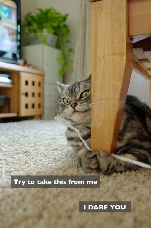 pleatedjeans:  via