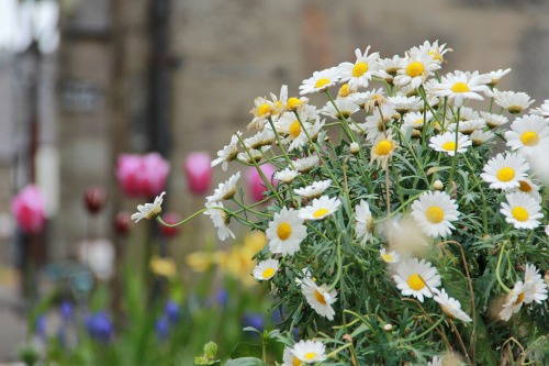 Footdee Daisies | Aberdeen, Scotland