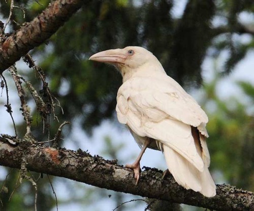 paganalia: The white ravens of Qualicum Beach, Vancouver Island in British Columbia, Canada. Photogr