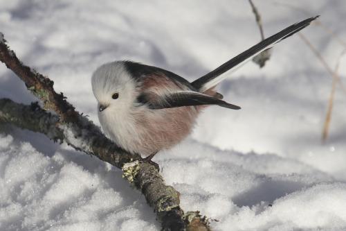 Long-tailed Tit/stjärtmes. Värmland, Sweden (January 27, 2024).