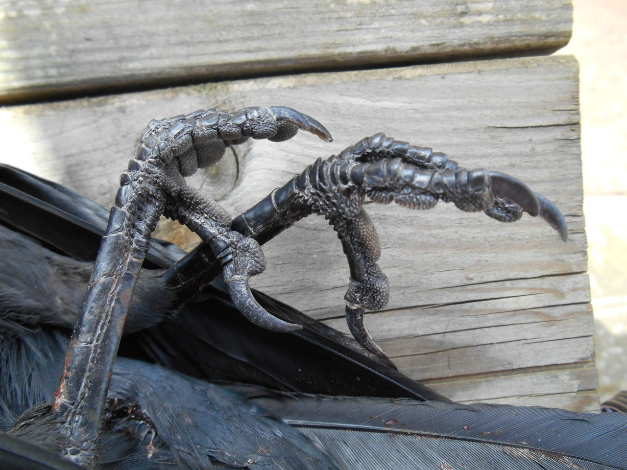 artofmaquenda:  There were some people interested in more views of the jackdaw legs,