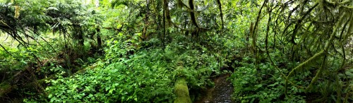 cherenkovbouquet:Went for a shortish patrol to a corner of the swamp today. Haven’t been down ther