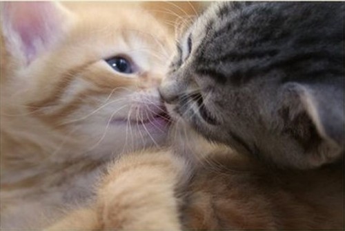 back2good76: de-lila-a-medio-dia: ♥ More cats in love. ♥ True love… purrrs!!!!