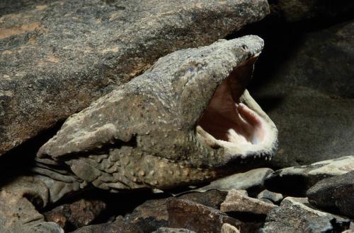 zsl-edge-of-existence:No one is quite sure how the hellbender got its name.  The Missouri Department