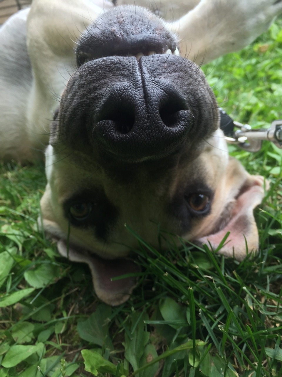 handsomedogs:  He’s only 8 months old. His name is chase