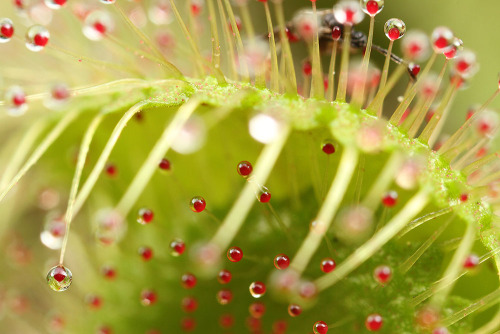 Death is Life, for Sundews.Species of the genus Drosera are commonly known as sundews. They are wide