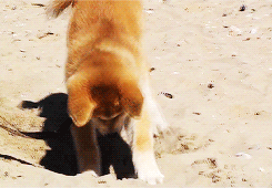 dailyanimals:  [x] 