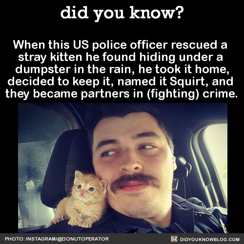 did-you-kno:  When this US police officer rescued a  stray kitten he found hiding