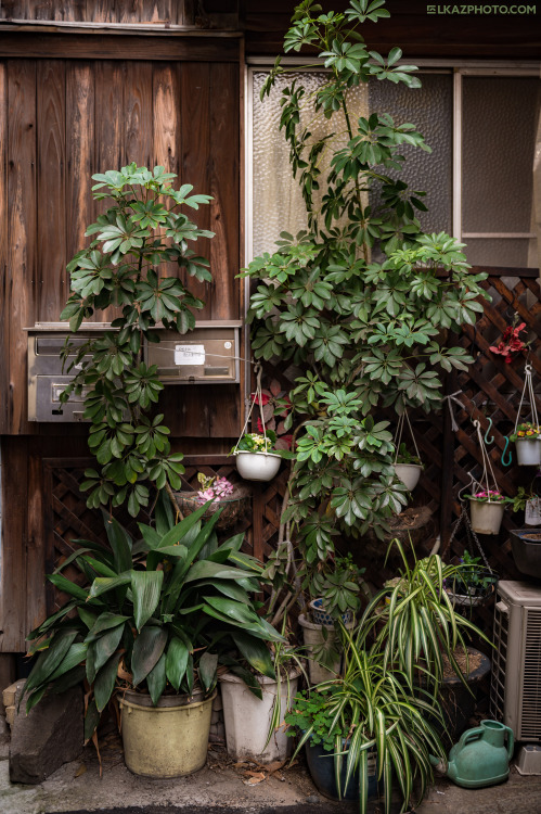 tokyostreetphoto: Garden, Tsukiji 築地