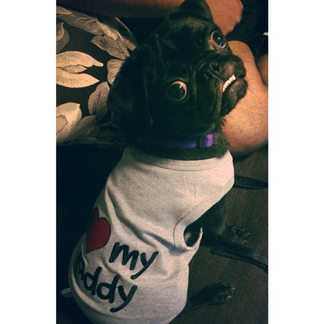 ilovepugs4ever:  Follow Dog Quotes.