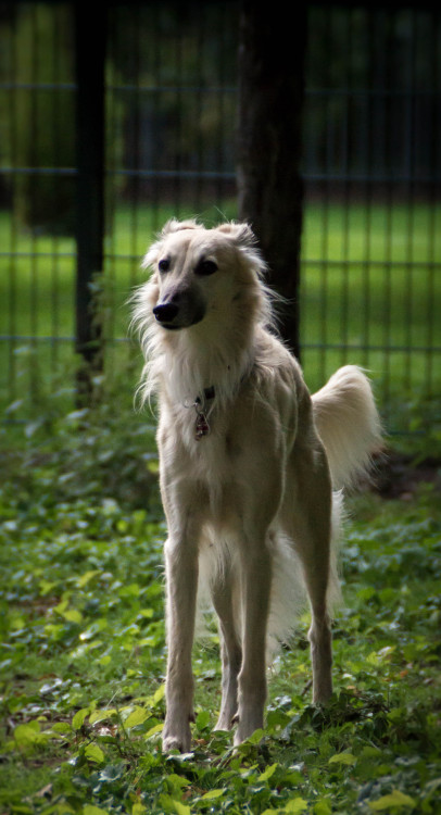 goblindogs: thedutchsighthound: Yesterday we were in Germany at the Langhaar Whippet Sommerfest in n