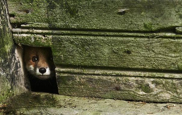 catsbeaversandducks:Abandoned House in the Woods Taken Over by Wild Animals Finnish