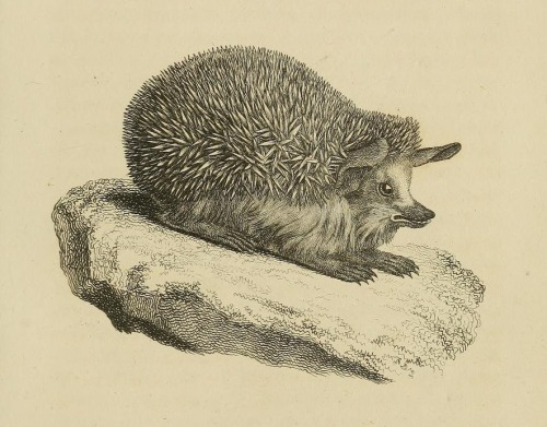 A rather surly-looking long-eared hedgehog (referred to in the text as a great eared hedgehog) from 
