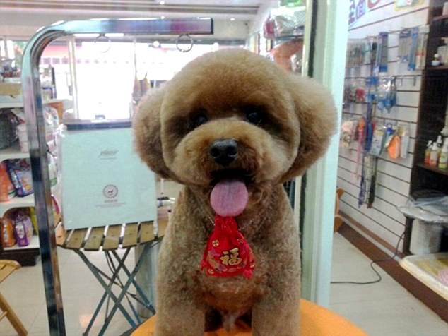 So there is a trend in Japan to shave dogs&rsquo; fur into cubes&hellip;