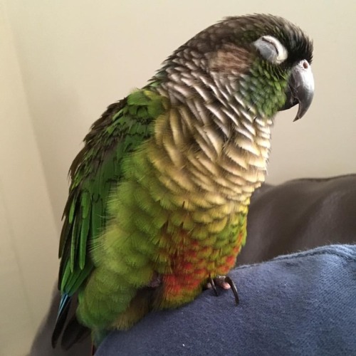 Matcha sleeping on my shoulder #matcha #matchamanju #conure #greencheekconure #parrot #birdsofinstag