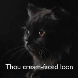 catsuggest: crazycrowlady:  americanlibraryassoc:  kat-howard:  dbvictoria:  Shakespearean insults, with cats. 7 more here.  I did not realize how very perfect cats were at delivering Shakespeare’s insults until now.   Shakespearean Caturday  @catsuggest