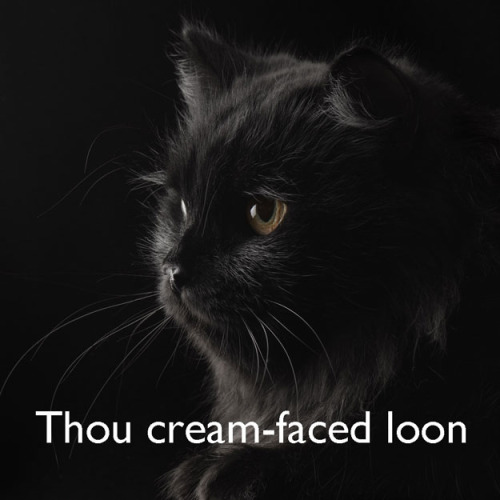 shannananan: kat-howard: dbvictoria: Shakespearean insults, with cats. 7 more here. I did not realiz