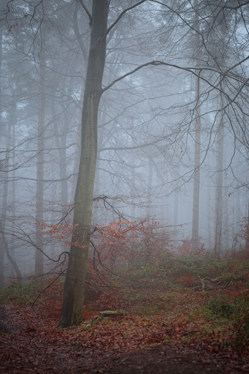 oneshotolive:  Winter mist in the forest - Cannock Chase, UK [OC] [2000x3000} 📷: Smirkin_Hot 