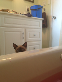 mothbug:  my cat gets worried about me when I’m in the bathtub 