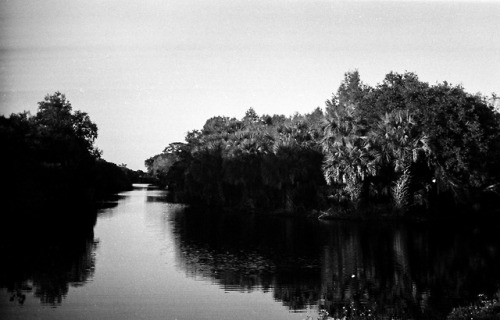  Cabbage Palm Island.Leica IIIa - Summitar 5cm - Ilford Hp5+ 