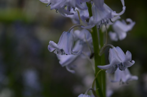 adaemonie:  Some of the cute tiny flowers that I took pictures of this year. 