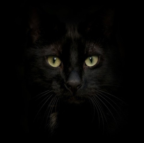 Black Cats — Gorgeous and Amazing! 26 Pictures and Gifs of Beautiful Black Cats! Look ALL 26 picture