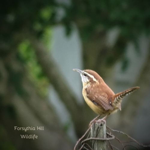 Nothing cuter than a Carolina Wren!