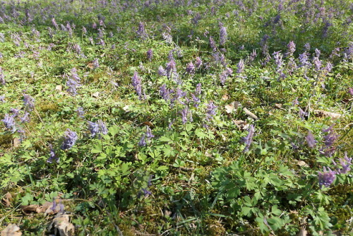 Corydalis solida — fumewort