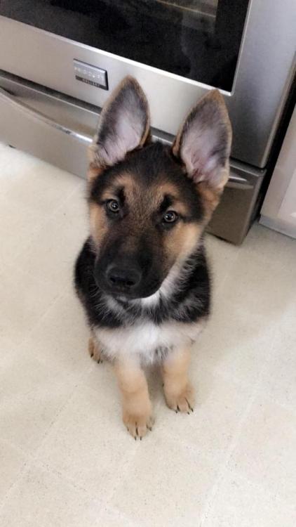awwcutepets:11 weeks and his ears finally decided to pop up!