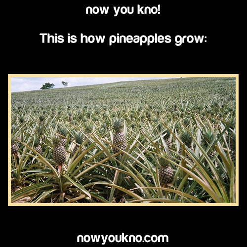wandererindisguise:  nowyoukno:  Source for more facts like this follow NowYouKno  im mind blown 