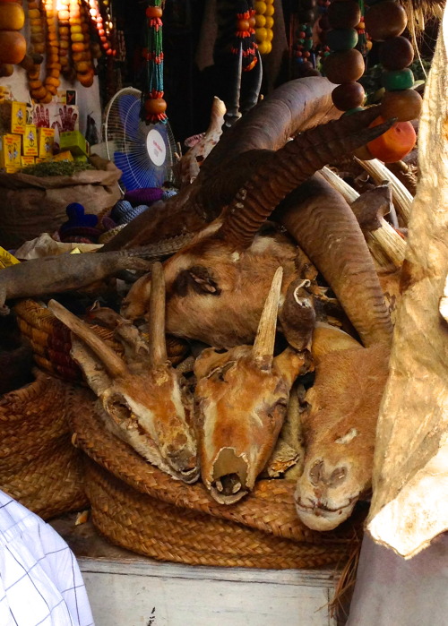 Antelope heads in the former Slave Market in Marrakesh, Morocco 