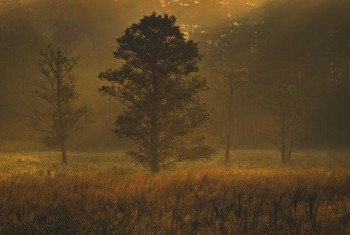 Golden Hour By Damian Cyfka