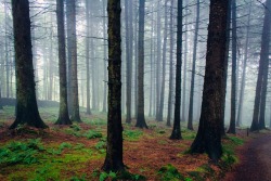 dpcphotography:  Foggy Woods 