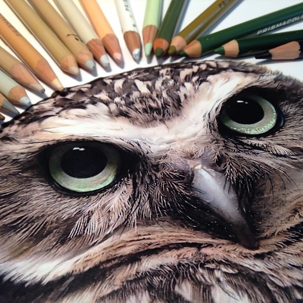 mialynne177:  More owls… Because I love them. 