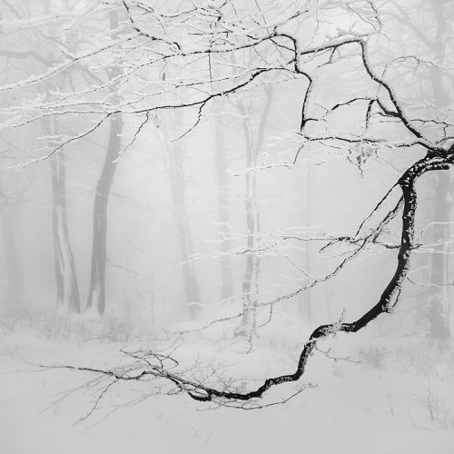 cafeinevitable:In the Winter ForestOre Mountains | Czech Republicph. Daniel Řeřicha