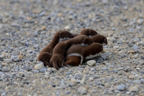 fatass-mcnotits: a group of weasels can be called a confusion it is a confusion of baby weasels 