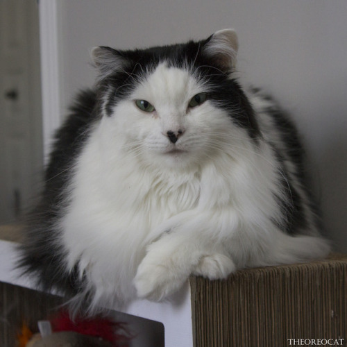 theoreocat:Caturday loaf