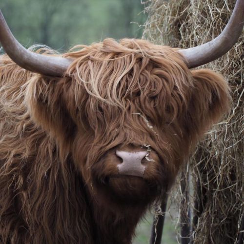 better look: eyes or no eyes?heilan coo hairstyles via bcs highland farm