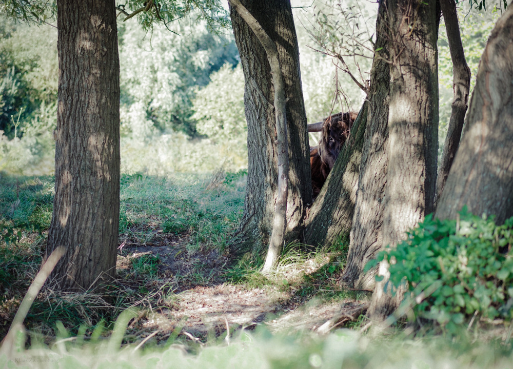 klaasfoto:  Hide and Seek, 2016  I tried to teach the herd how to play hide and seek