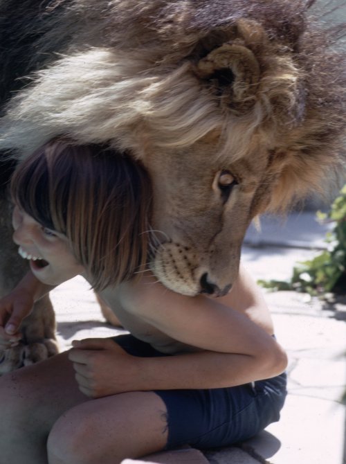 egocollatisviribus:  These photographs show Tippi Hedren — star of Alfred Hitchcock’s The Birds — with her husband, director Noel Marshall, and her daughter, actress Melanie Griffith, and their lion, Neil.  Hedren founded Roar Foundation and Shambala