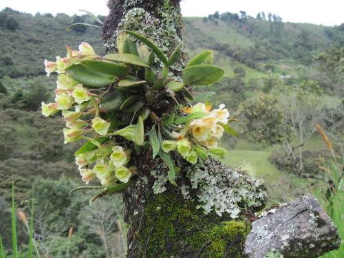 orquidofilia:Rodriguezia granadensis, in situ, Nariño Department, Colombia.By Zonia Arge